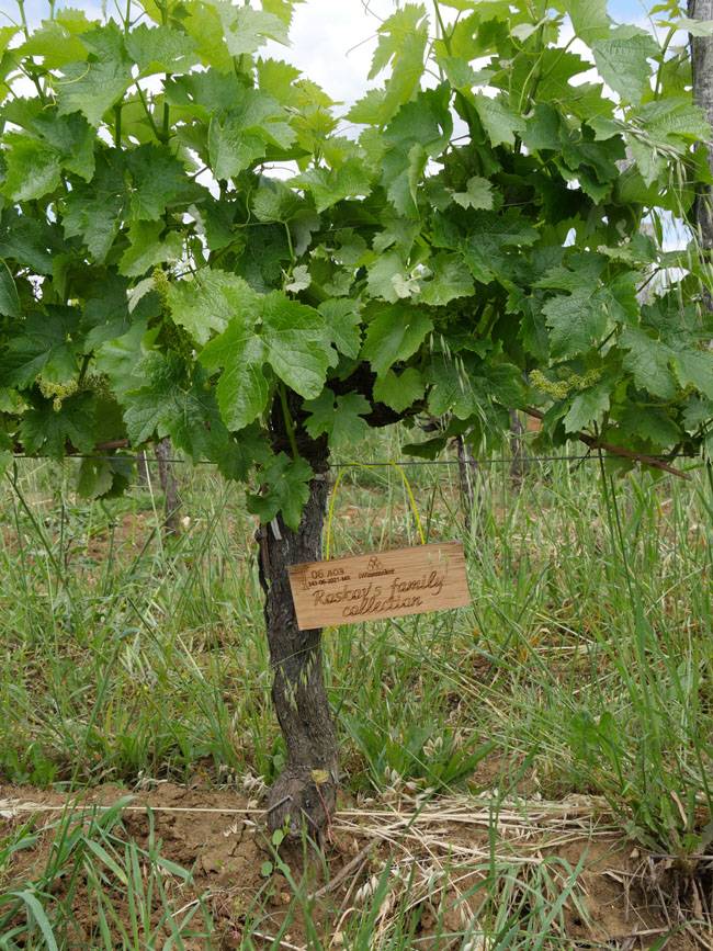 Виноградник на урожай